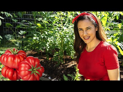 How to grow tomatoes that taste AMAZING | Home Gardening: Ep. 6