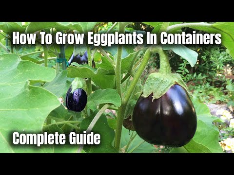 How To Grow Eggplants In Containers - The Complete Guide To Growing Eggplants