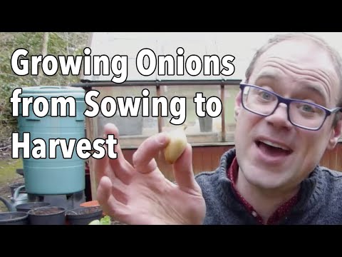 Growing Onions from Sowing to Harvest