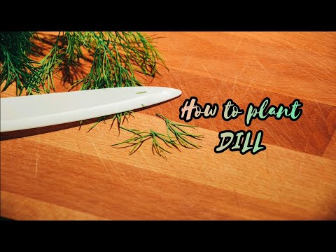 How to grow Dill ???? | Simple Living | waytogopostigos