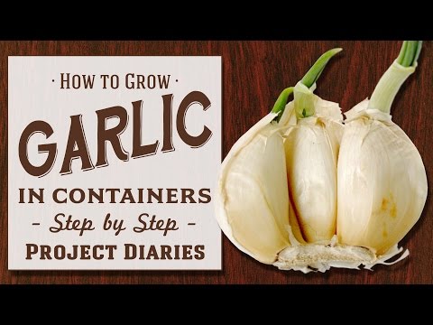 ? How to: Grow Garlic in Containers (Step by Step Guide)