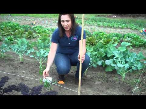 How to Stake Tomato Plants