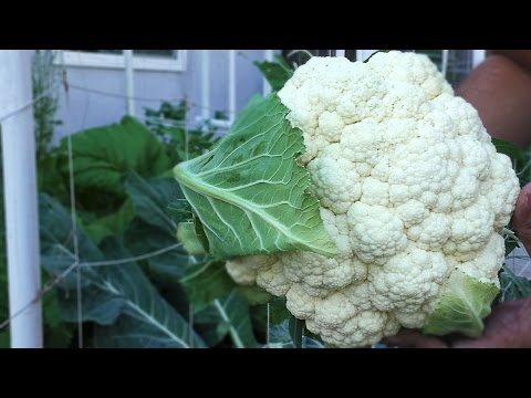 Good Cauliflower, Bad Cauliflower - Growing great cauliflower heads in your garden