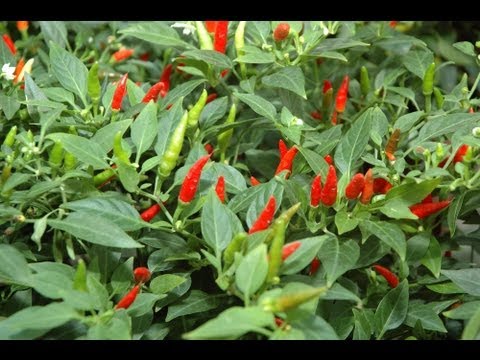 How to grow Chilli Peppers video with Thompson & Morgan