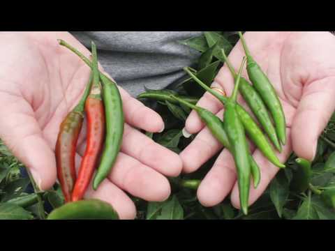 How to plant and grow hot pepper