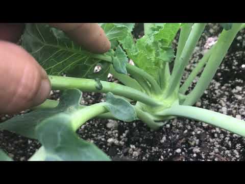 How to grow Brussel sprouts from seed 10 weeks