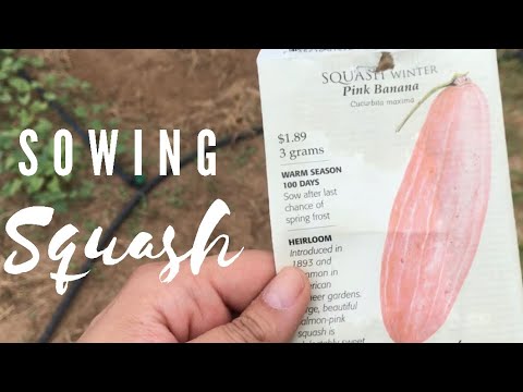 Grow Summer Squash From Seed | Garden Tips