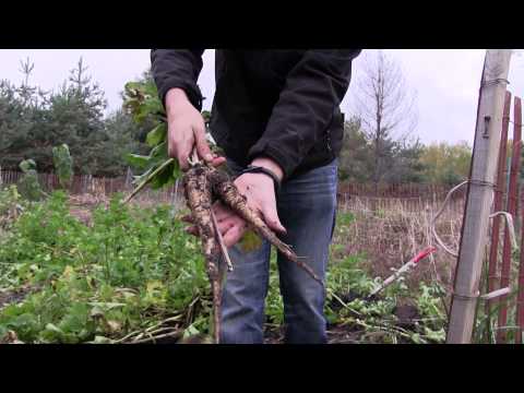 HUGE Organic Parsnip Harvest 75 Pounds! | MIgardener