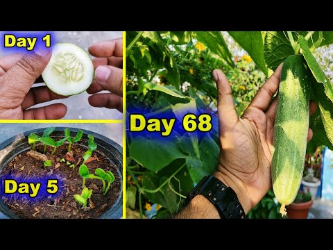 How to Grow Cucumbers at Home || ?? ?? ???? ?? ???? ???? ????? || Growing Cucumber in Summers