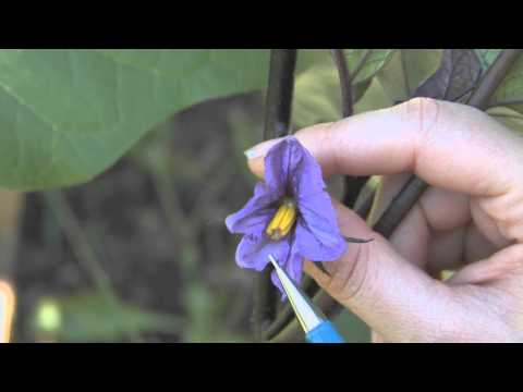 How to Care for Eggplant