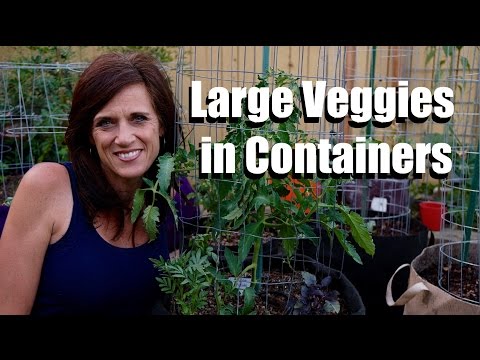 Growing Large Vegetables/Fruits in Containers  #1- Tips for Success