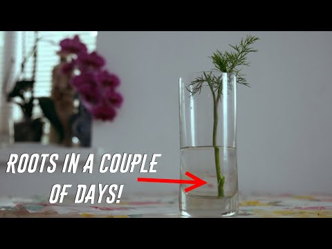 How to Grow Dill From The Cuttings - A Simple Method