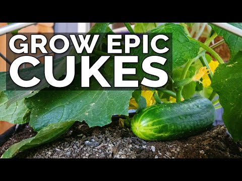 7 Tips to Grow Cucumbers in Containers