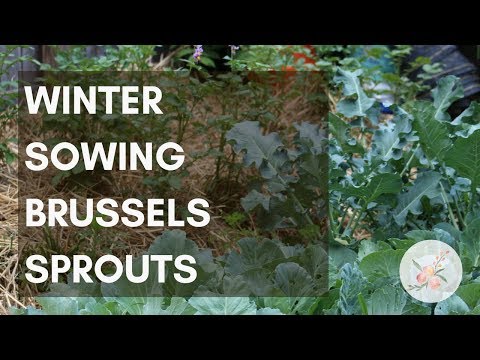 Winter Sowing Brussels Sprouts Seeds - Growing Brussel Sprouts in Zone 6b/7 - Urban Organic Garden