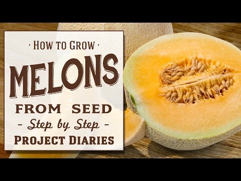 ? How to: Grow Melons from Seed (A Step by Step Guide)