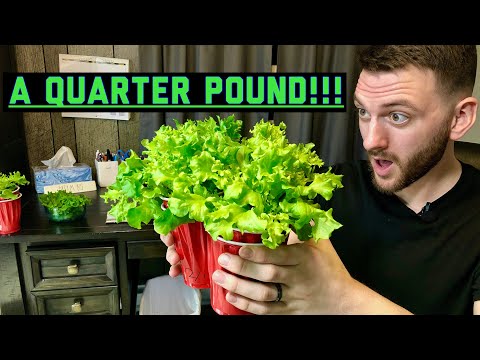 How to grow a QUARTER POUND of LETTUCE in one red solo cup!!