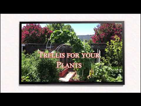 How to Arrange vertical Trellis To Your Garden || support for Vegetable Plants ||