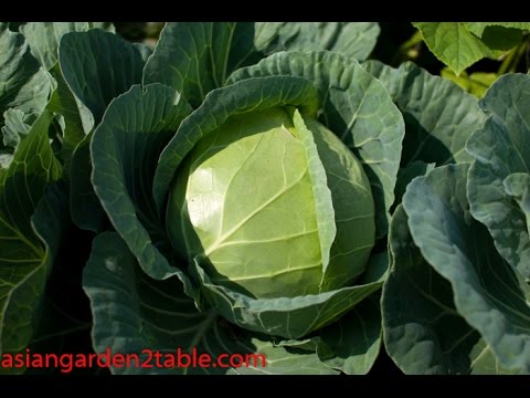 How to grow cabbage   very easy!