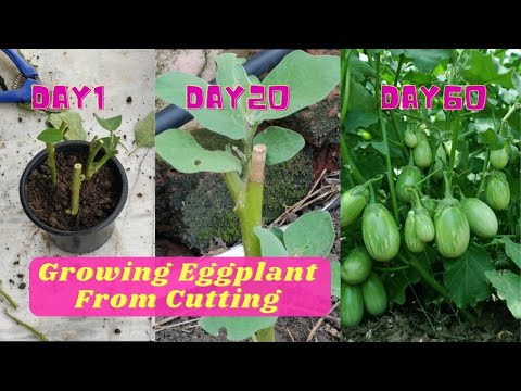 How To Grow Eggplants/brinjal from cuttings  (No one Tells You) | Terrace & Gardening