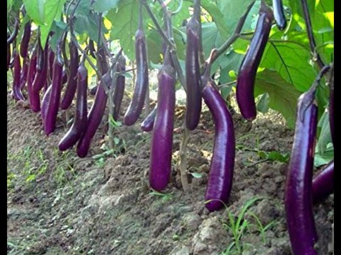 How To Grow Eggplant From Seed At Home (A Complete Step by Step Guide)