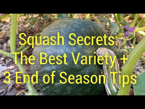 Squash Secrets: End of Season Tips and THE BEST Squash Variety