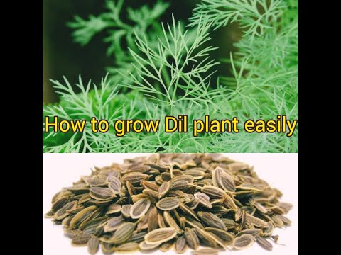 How to Grow Dill plant Organically | Shebu Bhaji |Suva| Suva Bhaji | How to grow Sabbasige soppu