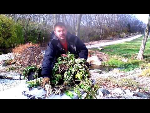 Parsnip Harvest with Grow Tubs