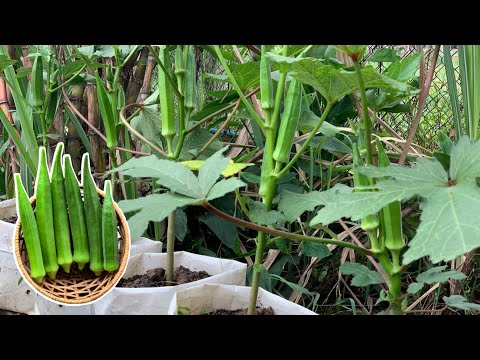 Easy Tips To Grow Okra in Bag from Seeds Till Harvest