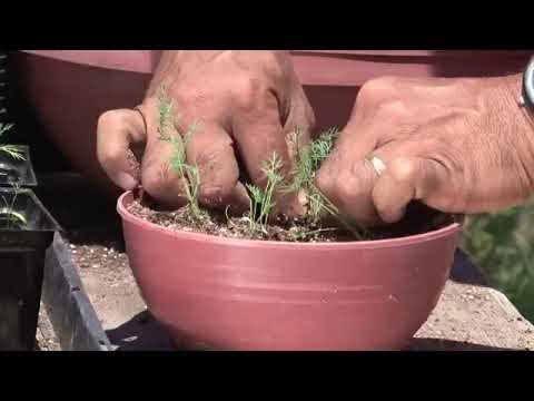 Dill Herb Container Gardening