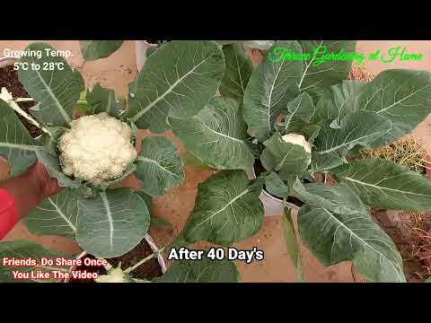 How to Grow Cauliflower at Home In Pots | Grow Cauliflower with Harvesting Update | At Home