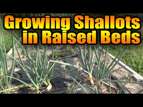 Growing Shallots in Raised Beds