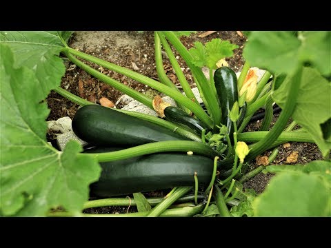 Zucchini, the easiest vegetable to grow, good option for beginners