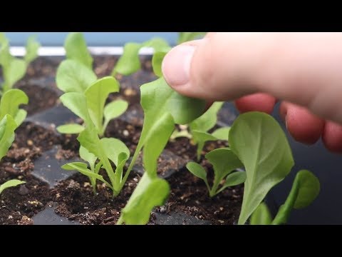 How to Grow Lettuce From Seed Indoors & Harvest in One Month! | LucasGrowsBest