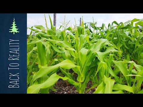 Results from our first-year Back to Eden garden: Corn, Beans, and Squash (Three Sisters Method)