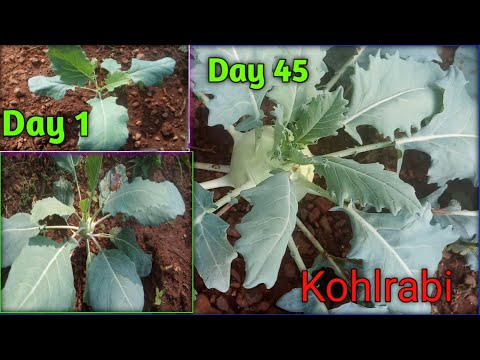 Growing Kohlrabi at home||How to Grow Kohlrabi||?? ?? ????? ?? ????? kohlrabi plant