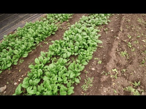 Growing spinach in the summer heat!