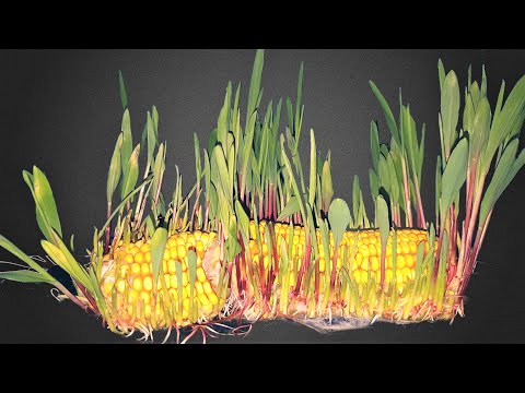 Corn Germination Time Lapse - 31 Days?macro-4K?|Soil Cross Section|