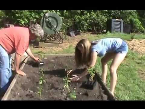 How to Plant Sweet Potatoes