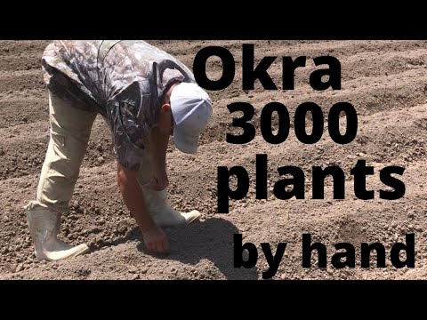 Okra -Plant to Harvest 2019