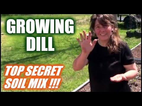 Growing Dill In Raised Beds And Containers | Secret Soil Mix
