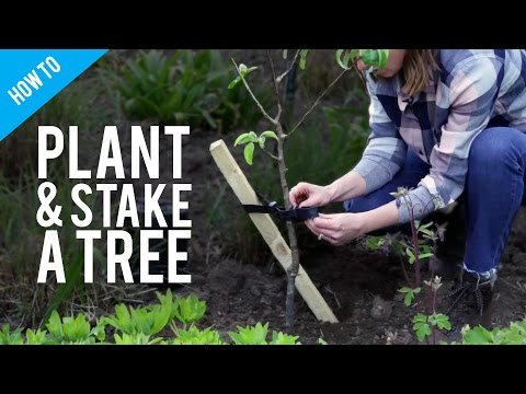 How to plant and stake a tree