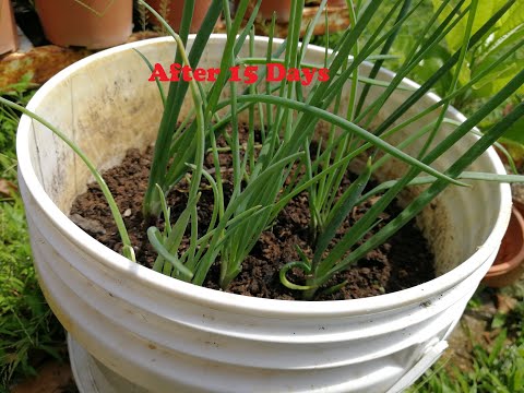 How to Grow Shallots (Small Red Onion)