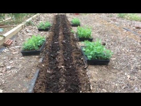 ENGLISH PEAS - HOW TO GROW BEST TIPS