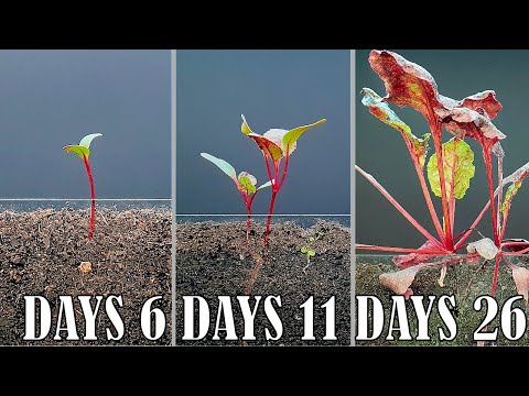 Beetroot time lapse - 26 days of growing