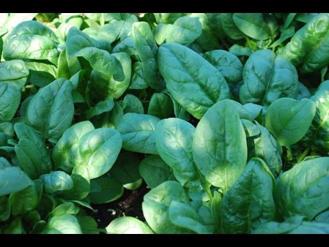 How to Grow Spinach
