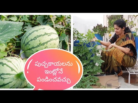 ?????????? ?????? ?????????? ????How to grow water melon from seeds in containers?#watermelon #tips