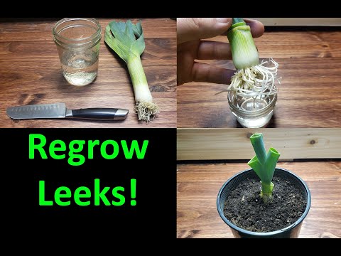 How To Grow A New Leek From A Leek! - 2020