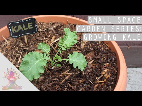 Growing Kale in Containers | Small Space Garden Series