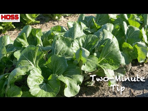 Bok Choy - Easy to Grow, Delicious and Nutritious!