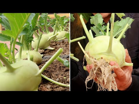 Brilliant Ideas, How to grow Kohlrabi in Tires for beginners